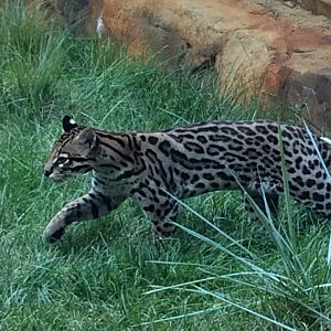 Mateo the Ocelot at the Elmwood Park Zoo