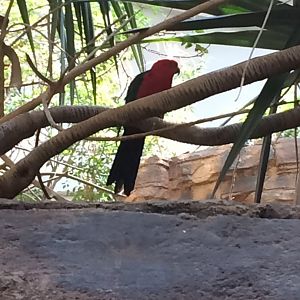 Male Australian King Parrot