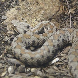 Snake ID help, please!