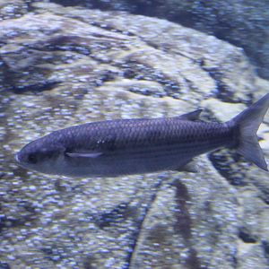Grey mullet species