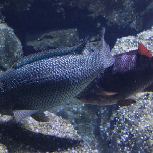 Ballan wrasse- Labrus bergylta