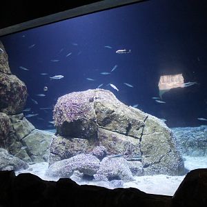 Aquarium