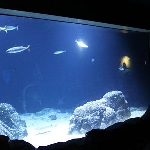 Aquarium