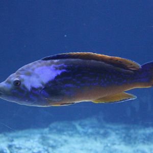 Male Cuckoo wrasse - Labrus mixtus