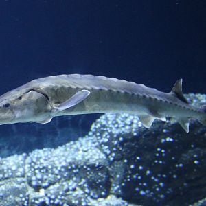 Sturgeon