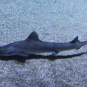 Shark ID