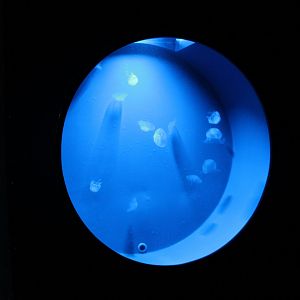 Jellyfish-aquarium