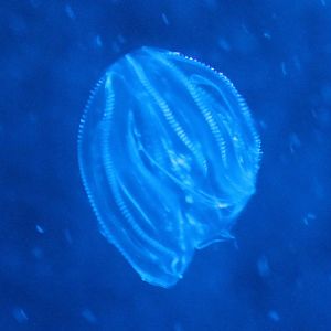 Comb Jelly