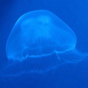 Jellyfish