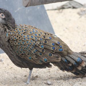 Peacock-pheasant