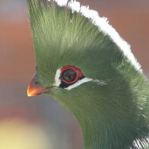 Livingstone's touraco