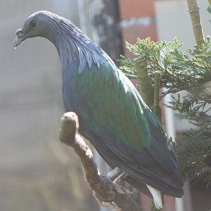 Nicobar pigeon
