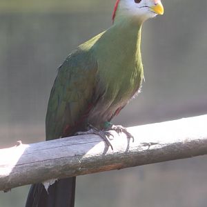 Red-crested touraco