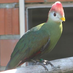 Red-crested touraco