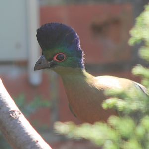 Red-breasted purple-crested touraco