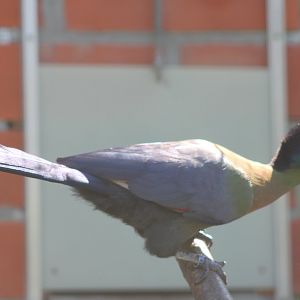 Red-breasted purple-crested touracos