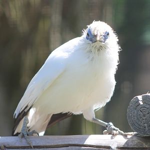 Bali myna