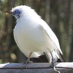 Bali myna