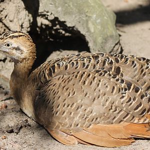 Red-winged tinamou