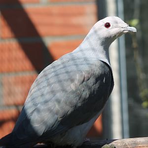 Pink-headed imperial pigeon