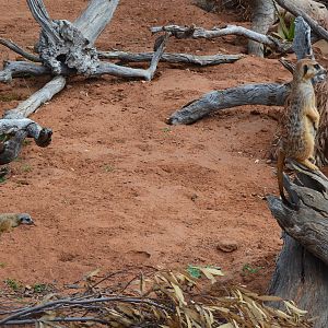 Meerkat Pups