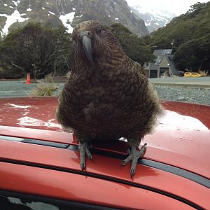 Kea (Nestor notabilis)