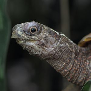 Black-breasted leaf turtle close-up