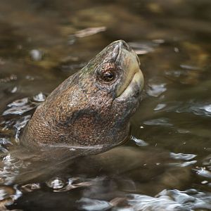 Giant Asian pond turtle, male