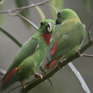 Blue-crowned hanging parrots, courtship feeding