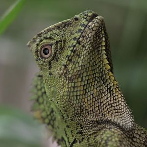 Chameleon forest dragon