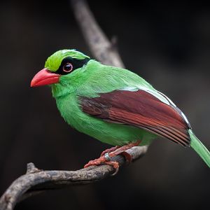 Javan Green Magpie - 27/09/2017