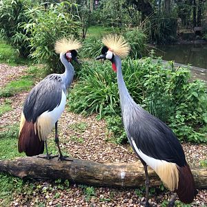 Eastern Grey Crowned Cranes