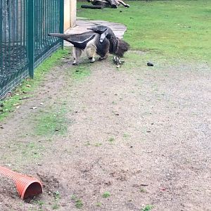 Giant Anteater with baby