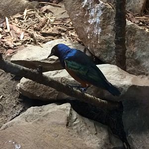 Superb Starling