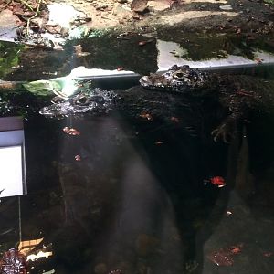 Yacare Caimans Swimming