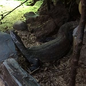 Nile Monitor