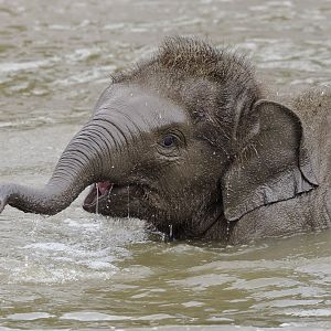 Elephant bathtime