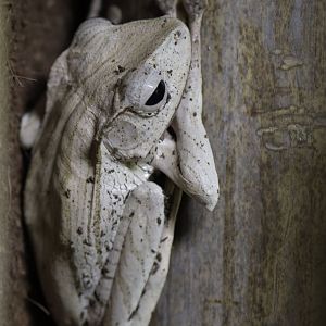 Borneo eared frog