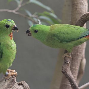 Blue-crowned hanging parrots, courtship feeding again
