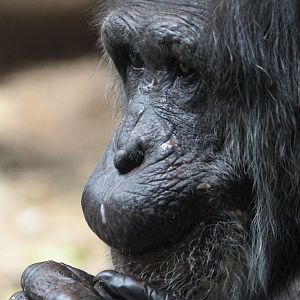 Boris enjoying a nut