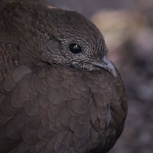 Bronze-tailed peacock-pheasant