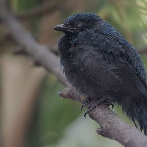 Fairy bluebird fledgeling