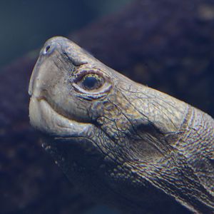 Giant Asian pond turtle, female underwater