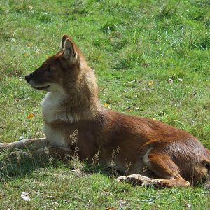 Dhole