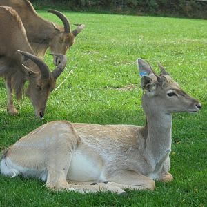 Persian Fallow Deer
