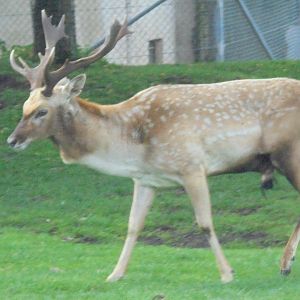 Persian Fallow Deer