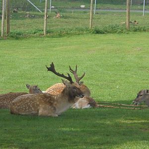 Persian Fallow group