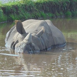Indian Rhino