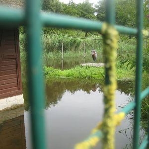 Vogelpark Niendorf - Goliath heron aviary
