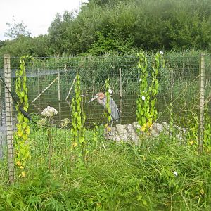 Vogelpark Niendorf - Goliath heron aviary